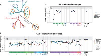 The influenza hemagglutinin stem antibody CR9114: Evidence for a narrow evolutionary path towards universal protection